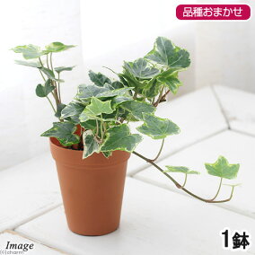 楽天市場 観葉植物 種類 植物 アイビー 人気ランキング1位 売れ筋商品 楽天市場 観葉植物 種類 植物 アイビー 人気ランキング1位 売れ筋商品